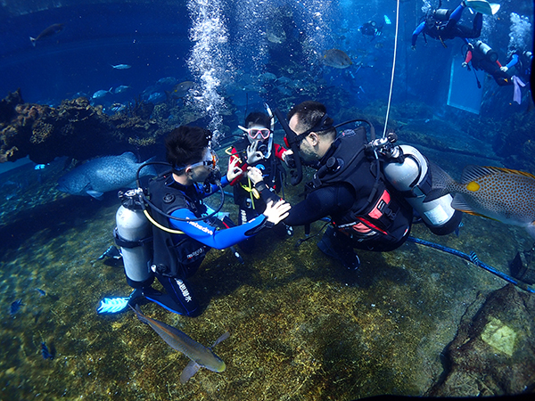 12/12正式上線！PADI 最新課程【休閑潛水員Resort Diver】 丨 一天拿證，潛遍全球