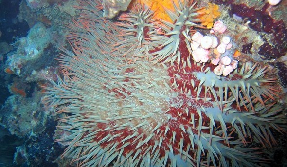 水下被海洋生物傷害到了該怎么辦？
